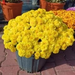 Kasımpatı Çiçeği Mix Saksıda Kanarya Sarı - Krizantem - Chrysanthemum - 35 lik saksı