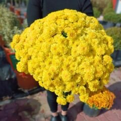 Kasımpatı Çiçeği Mix Saksıda Kanarya Sarı - Krizantem - Chrysanthemum - 35 lik saksı