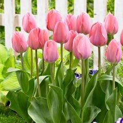 Van Eijk Lale Soğanı – Tulipa