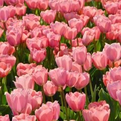 Van Eijk Lale Soğanı – Tulipa