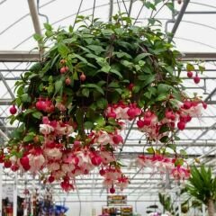 ﻿Küpe Çiçeği Fidesi – Fuchsia
