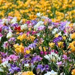 ﻿Frezya Çiçeği Soğanı Mix - Fresia – Arpa Çiçeği
