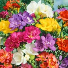 ﻿Frezya Çiçeği Soğanı Mix - Fresia – Arpa Çiçeği