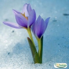 ﻿Kardelen Çiçeği  Soğanı – Galanthus