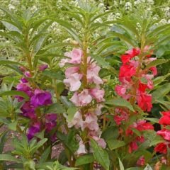 Kına Çiçeği Tohumu - İmpaties Balsamina