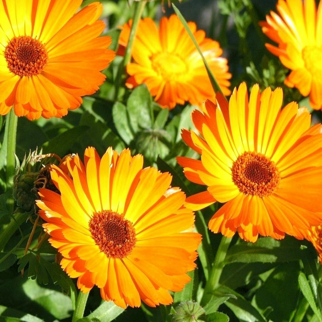 Aynısafa Çiçeği Tohumu - Calendula Officinalis