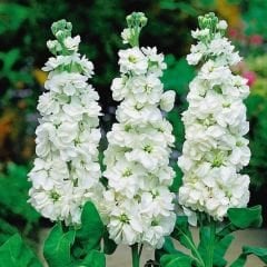 ﻿Şebboy Çiçeği Fidesi Kokulu Beyaz - Matthiola Incana