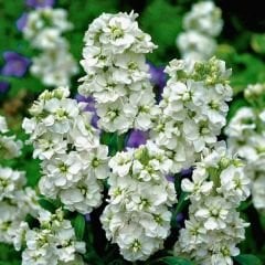 ﻿Şebboy Çiçeği Fidesi Kokulu Beyaz - Matthiola Incana