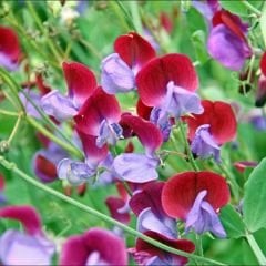 Nazende Itırşahi Sarmaşık Tohumu - Lathyrus Odoratus – Kokulu Bezelye Çiçeği