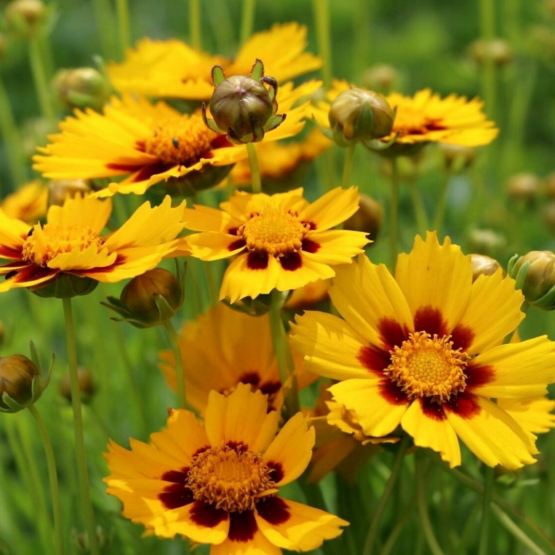 Kız Gözü Tohumu - Altın Tickseed - Coreopsis Tinctoria