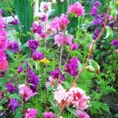 Klark Çiçeği Tohumu Mix Paket – Dağ Çelengi - Clarkia Unguiculata
