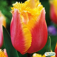 Lambada Lale Soğanı – Tulipa