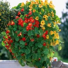 Latin Çiçeği Tohumu Mix Paket - Tropaeolum Majus