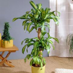 Dracaena Massangeana Tek Dikim 110 cm