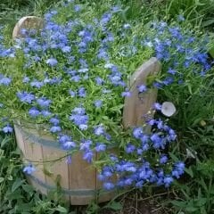 Mavi Lobelya Çiçeği Tohumu - Lobelia Siphilitica