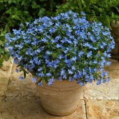 Mavi Lobelya Çiçeği Tohumu - Lobelia Siphilitica