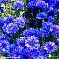 ﻿Mavi Kantaron Çiçeği Tohumu - Centaurea Cyanus