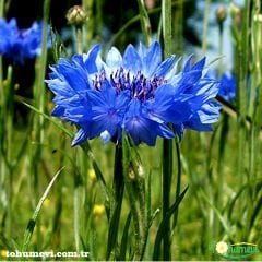 ﻿Mavi Kantaron Çiçeği Tohumu - Centaurea Cyanus