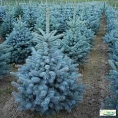 ﻿Mavi Ladin Ağacı Tohumu - Picea Pungens