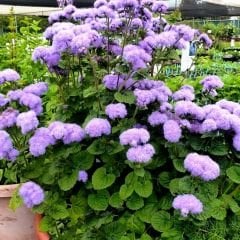 Mavi Vapur Dumani Çiçeği Tohumu - Ageratum Houstonianum