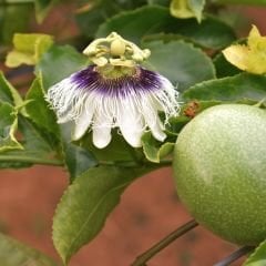 ﻿Çarkıfelek Çiçeği Tohumu - Passiflora Edulis - Maruçya Meyvesi