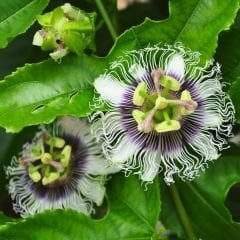 ﻿Çarkıfelek Çiçeği Tohumu - Passiflora Edulis - Maruçya Meyvesi