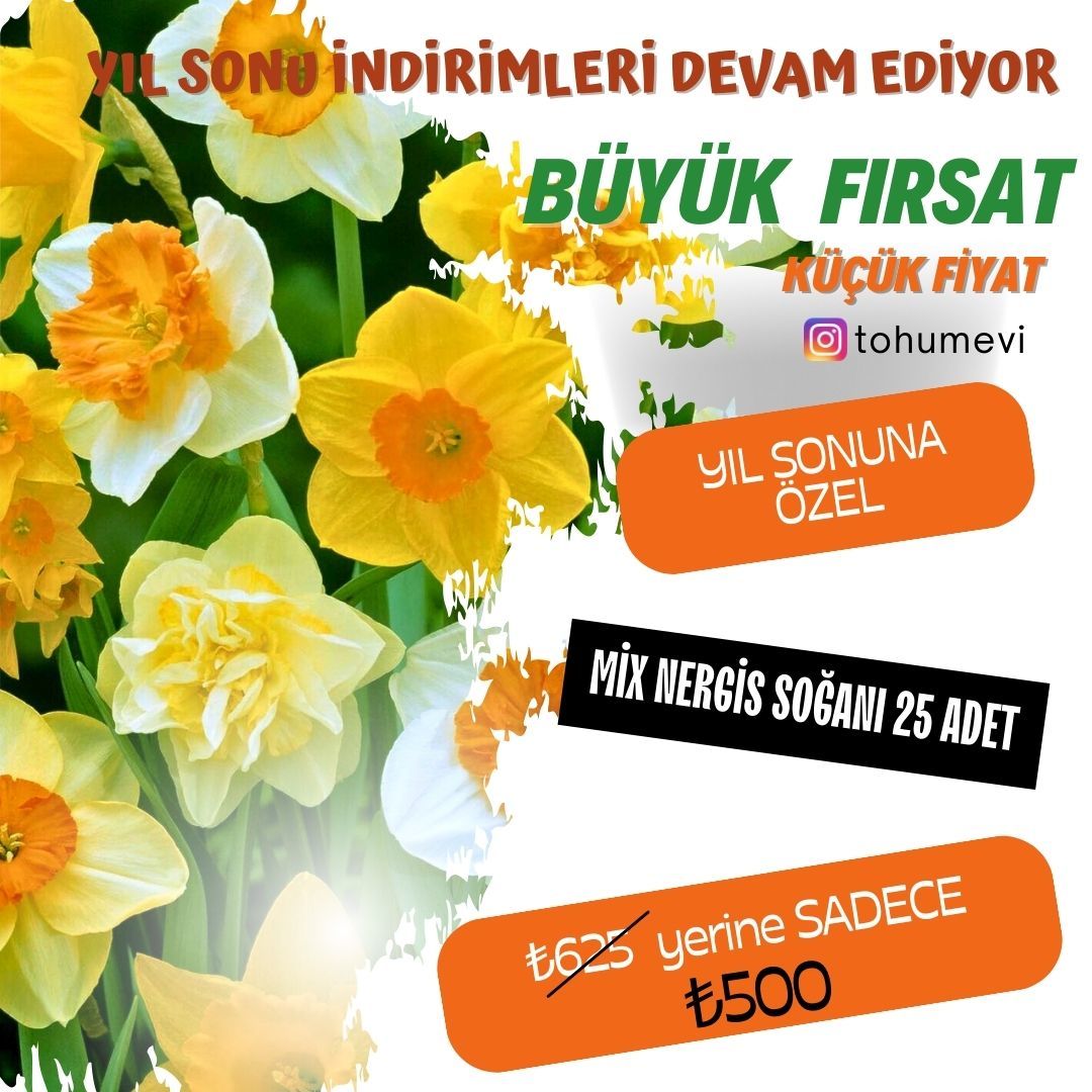 Botanic Nergis Soğanı Mix Paket 25 adet- Kokulu