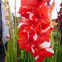 Zizanie  Gladiolus - Glayöl Soğanı - Kırmızı Beyaz