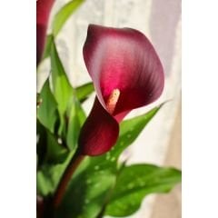 Macau Calla Lilly - Gala Çiçeği Yumrusu - Bordo
