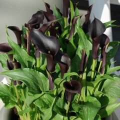 Odessa Calla Lilly - Gala Çiçeği Yumrusu - Siyah