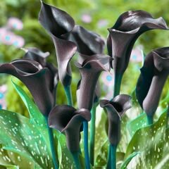 Odessa Calla Lilly - Gala Çiçeği Yumrusu - Siyah