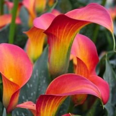 Morning Sun Calla Lilly - Gala Çiçeği Yumrusu - Turuncu Ebruli