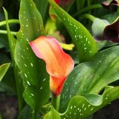 Morning Sun Calla Lilly - Gala Çiçeği Yumrusu - Turuncu Ebruli