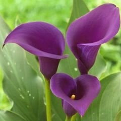 Rio Calla Lilly - Gala Çiçeği Yumrusu - Mor