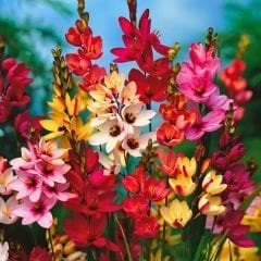 Ixia Çiçeği Soğanı - Mısır Zambağı - Mix