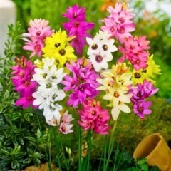 Ixia Çiçeği Soğanı - Mısır Zambağı - Mix