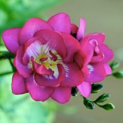 Frezya ( Fresia ) Soğanı Double - Arpa Çiçeği - Pembe