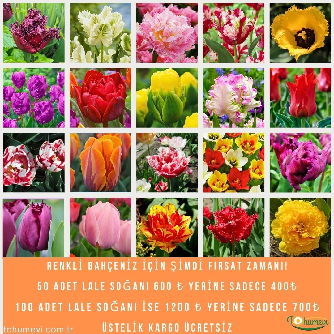 Renkli Bahçeniz İçin Şimdi Fırsat Zamanı! 50 adet mix  Lale Soğanı Kampanyalı