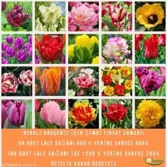 Renkli Bahçeniz İçin Şimdi Fırsat Zamanı! 50 adet mix  Lale Soğanı Kampanyalı
