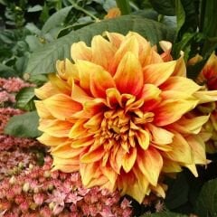 Dazzlıng Magıc Dev Dahlia Yıldız Çiçeği Kök - Dalya - Patates Çiçeği  - Turuncu