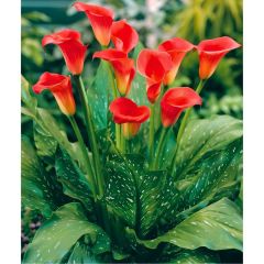 Blood Mary Calla Lilly - Gala Çiçeği Yumrusu - Kırmızı(Kopya)