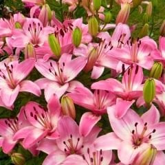 Palene Lilium Çiçeği Soğanı - Lilyum - Pembe