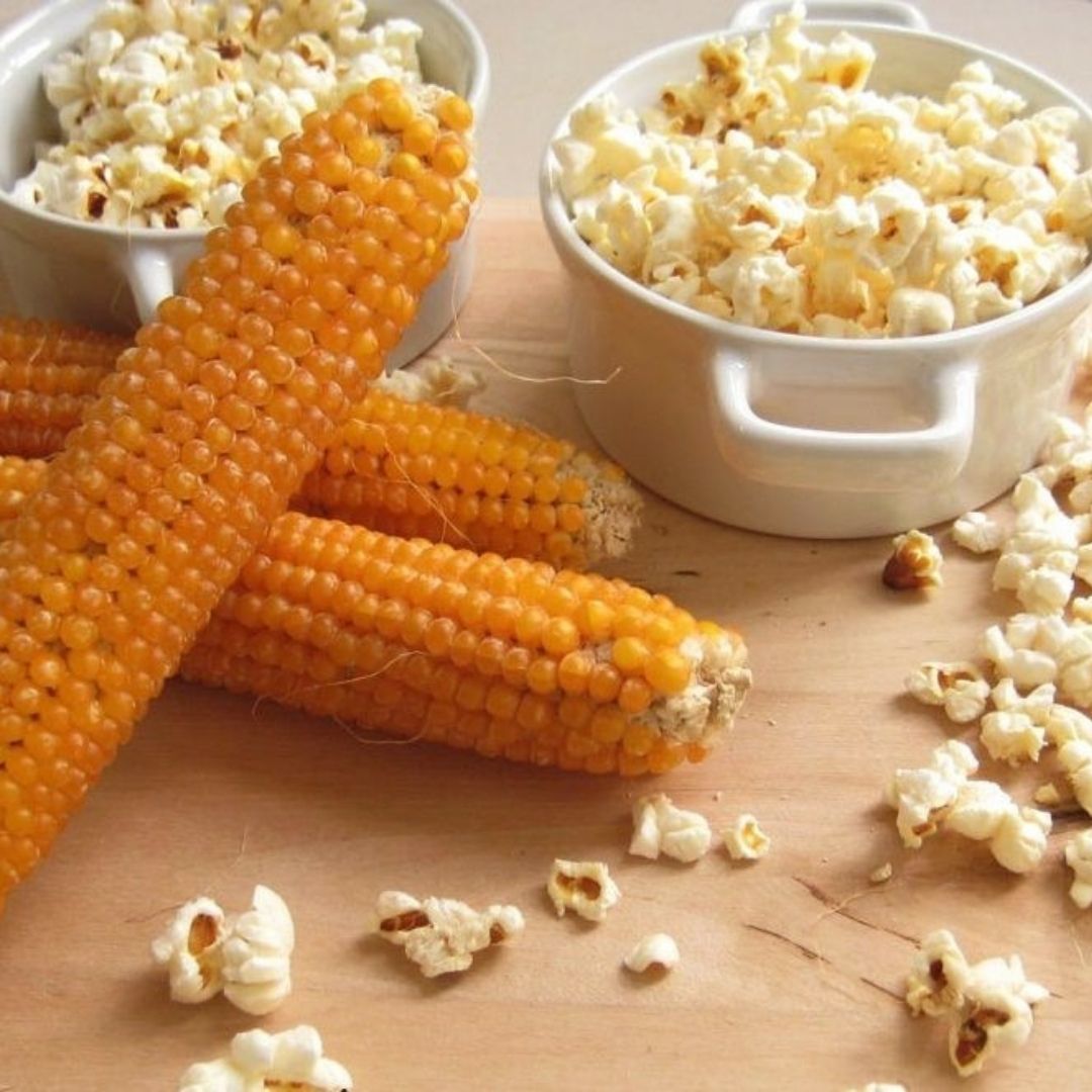 Popcorn Mısır  Tohumu – Patlar Mısır – Cin Mısır - Zea Mays Everta