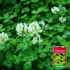Genta Trifolium Repens Süs Yoncası Tohumu - 250 gr
