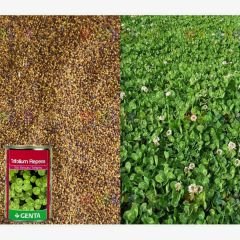 Genta Trifolium Repens Süs Yoncası Tohumu - 250 gr