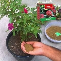 ﻿Genta Katı Bitki Besini Güller - 1 kg