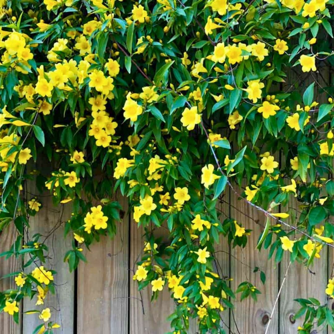 Sarı Yasemin Fidanı – Jasminum Fruticans