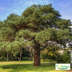 ﻿Sarıçam Ağacı Tohumu – Pinus Syvestris