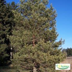 ﻿Sarıçam Ağacı Tohumu – Pinus Syvestris