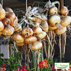 Sarı Parma Kuru Soğan Tohumu Geleneksel – Dorata Di Parma Onion – Kışlık
